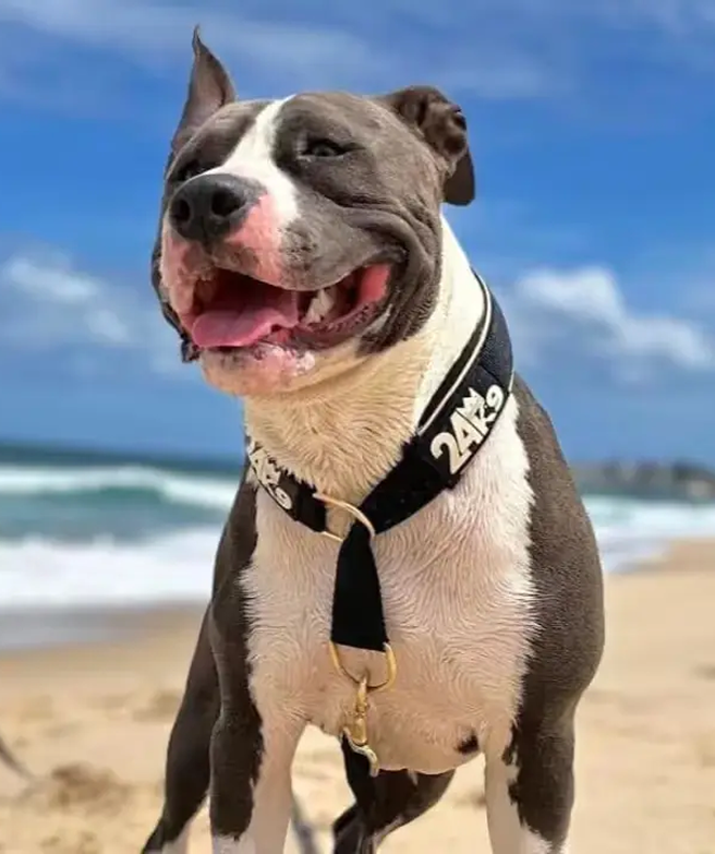 24K9